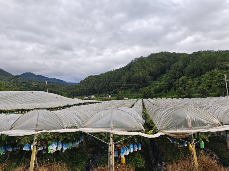 阳光玫瑰