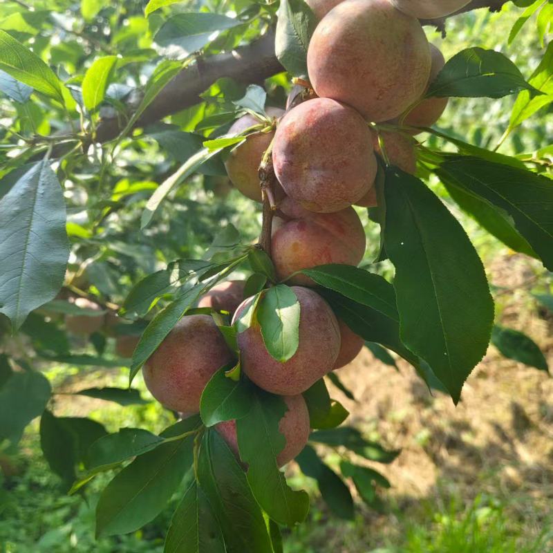 芙蓉李，高山大园种植，口感脆甜多汁，可对接市场商超电商等