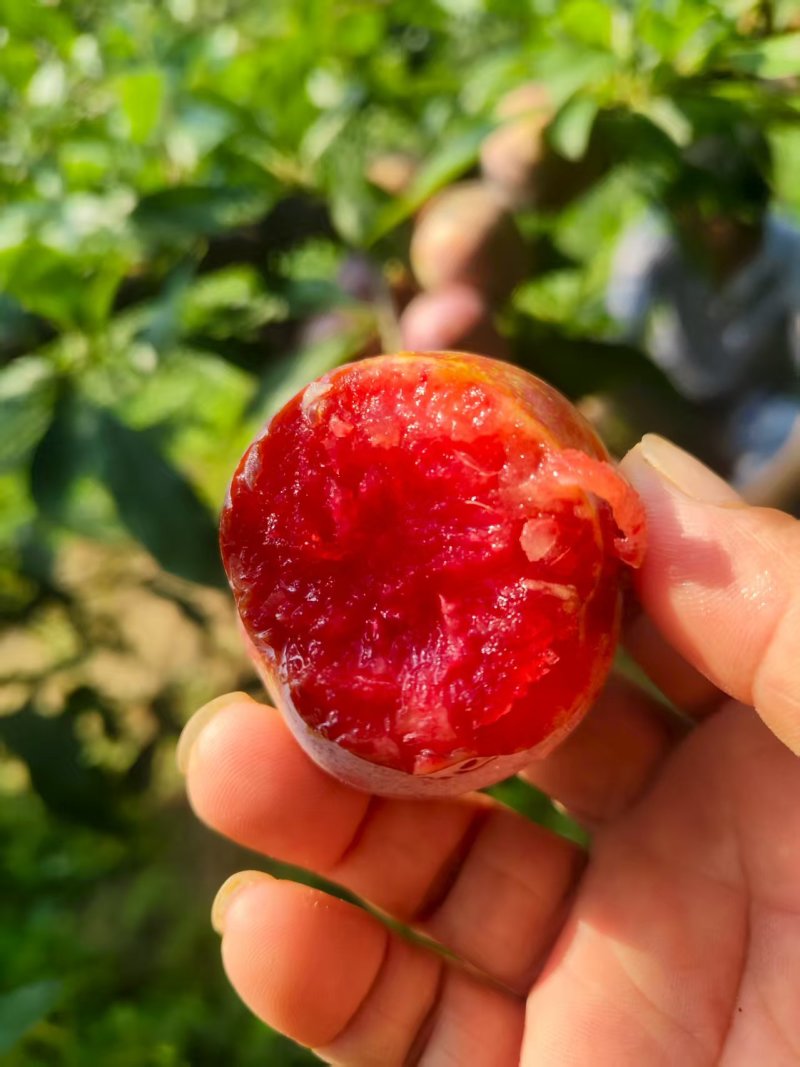 芙蓉李，高山大园种植，口感脆甜多汁，可对接市场商超电商等