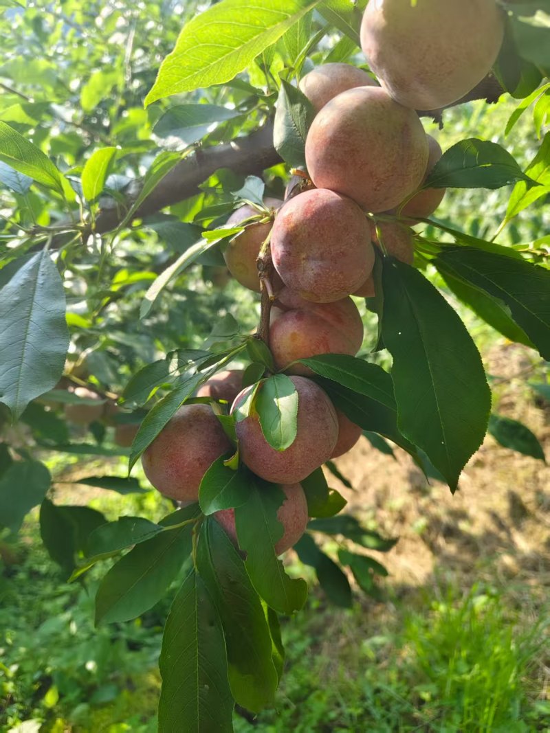 芙蓉李，高山大园种植，口感脆甜多汁，可对接市场商超电商等