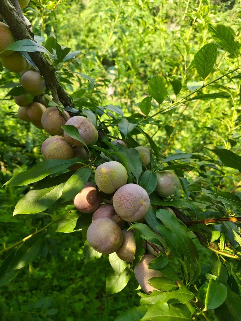 芙蓉李，高山大园种植，口感脆甜多汁，可对接市场商超电商等