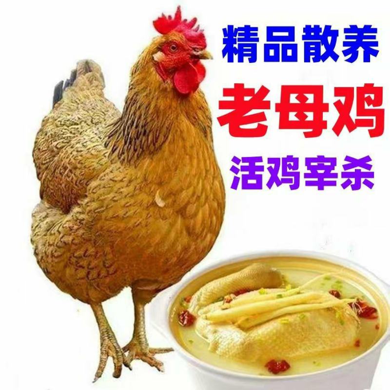 正宗散养老母鸡一手货源批发品质保证价格便宜欢迎下单