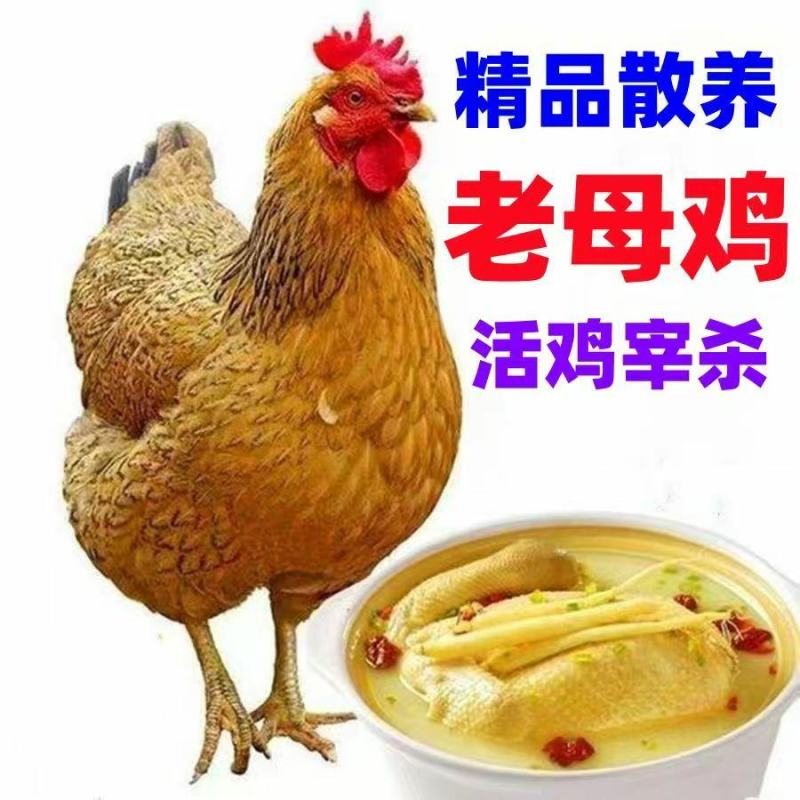 正宗散养老母鸡一手货源批发品质保证价格便宜欢迎下单