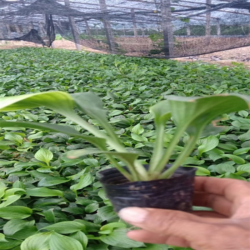 紫花玉簪，基地直发，一手货源，玉簪基地供应
