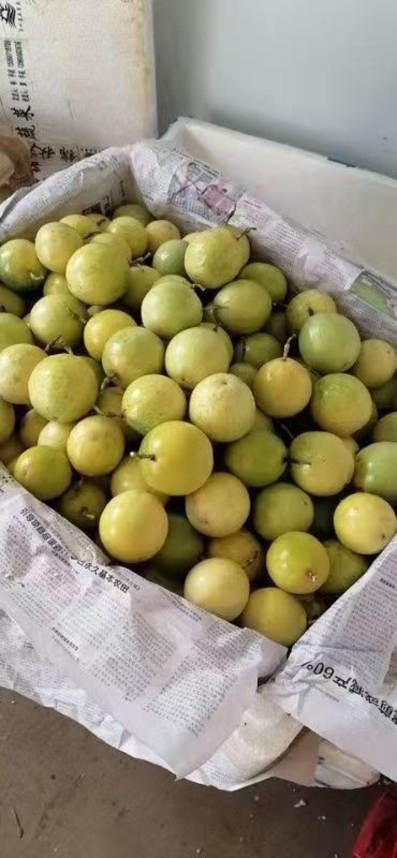 百香果大量现货