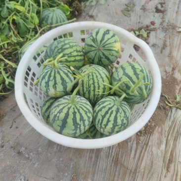无籽麒麟高次