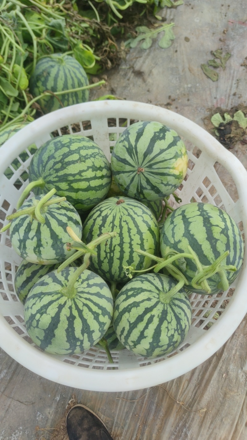 无籽麒麟高次
