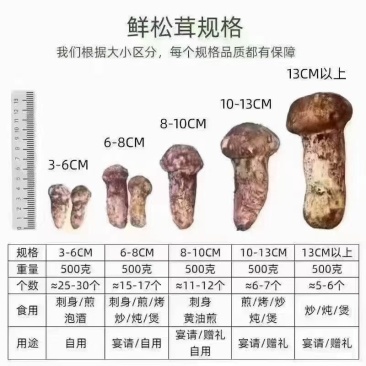 松茸之乡的松茸