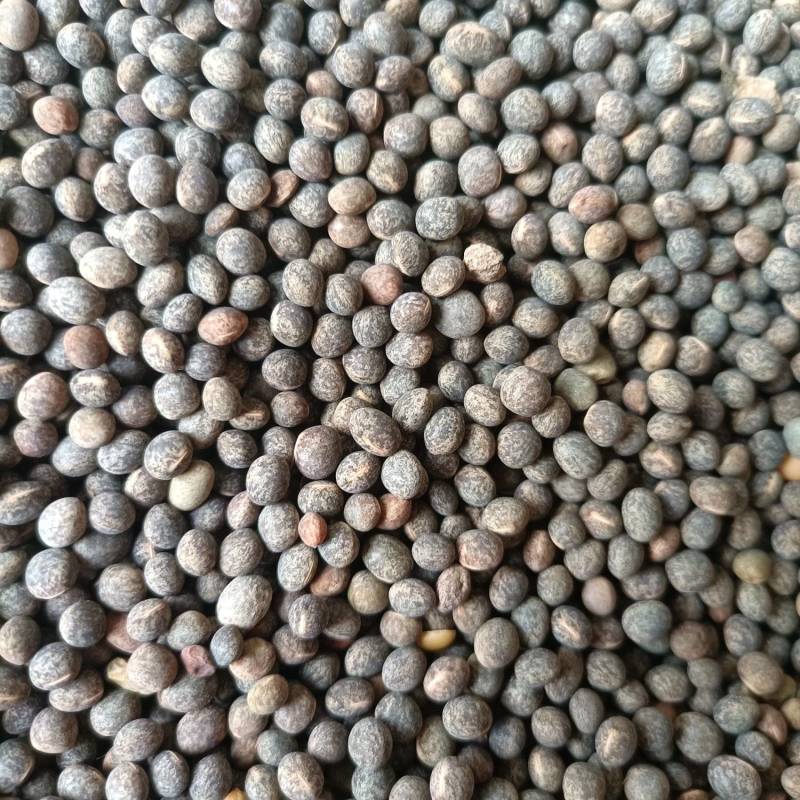黑豌豆，量大价格优惠，产地直发，