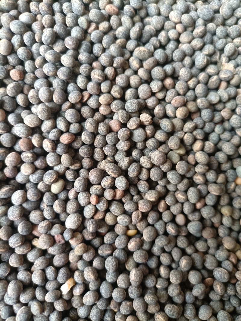 黑豌豆，量大价格优惠，产地直发，