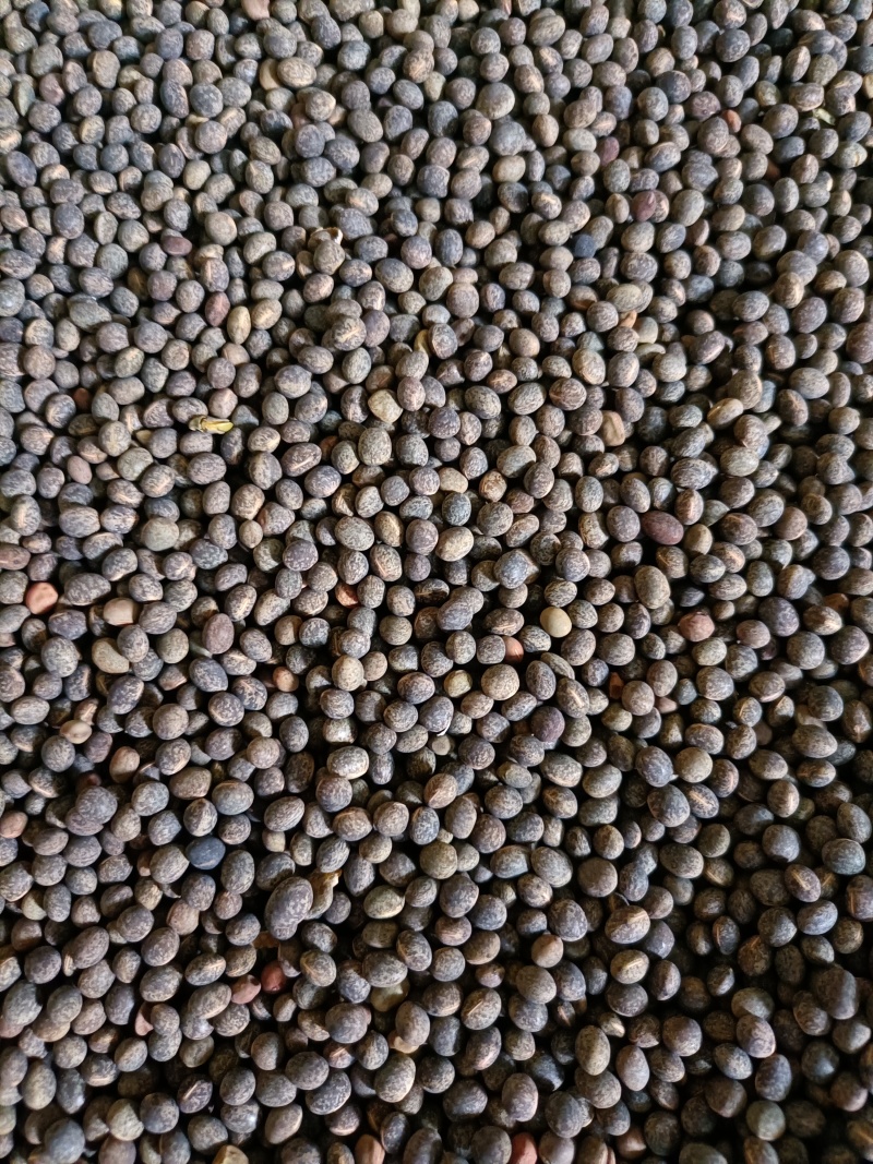 黑豌豆，量大价格优惠，产地直发，