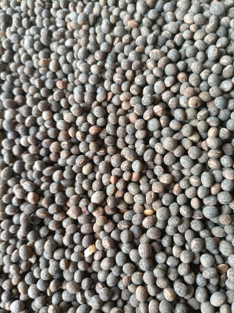 黑豌豆，量大价格优惠，产地直发，