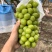 阳光玫瑰葡萄，香印青提，口感香脆甜