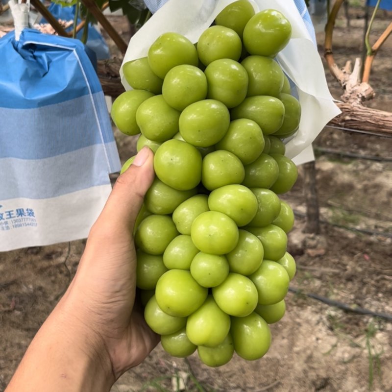 阳光玫瑰葡萄，香印青提，口感香脆甜