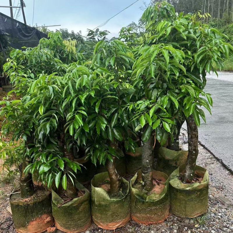妃子笑高压苗