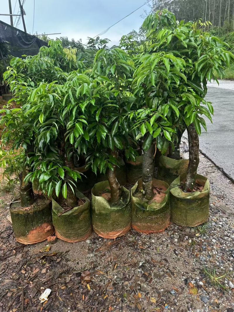 妃子笑高压苗