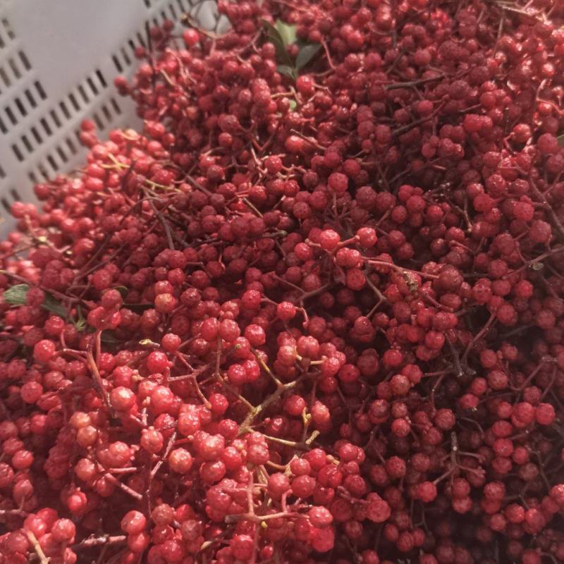 汉源花椒