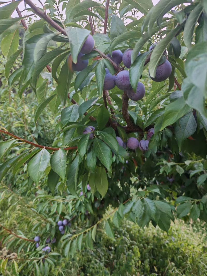 珍珠李，个头均匀口，脆甜多汁，可对接电商市场商超，出口等