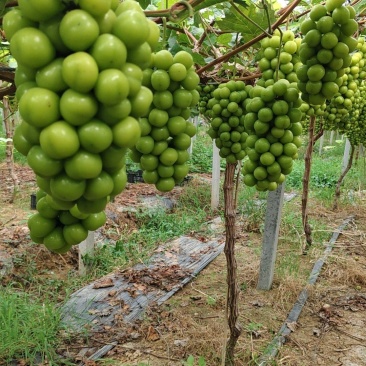 大量阳光玫瑰，底糖15通货价格美丽
