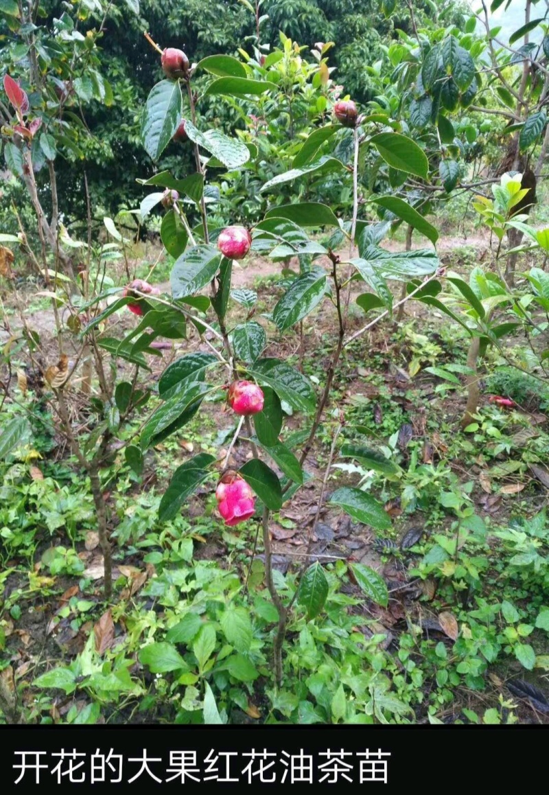 高产嫁接大果红花油茶开红花结大果稀有品种