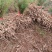 优良大天冬苗产地直供规格齐全品质保障欢迎来电