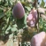 【源头直采】新疆喀什伽师西梅现摘现发量大价优可视频看货
