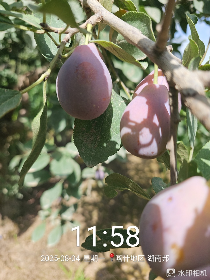 【源头直采】新疆喀什伽师西梅现摘现发量大价优可视频看货