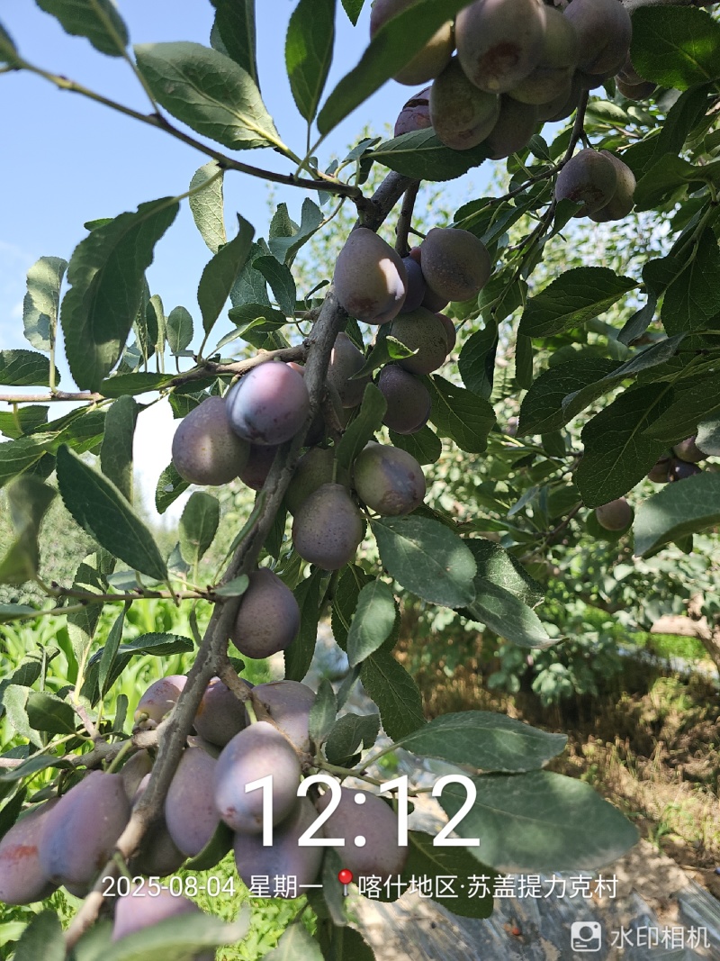 【源头直采】新疆喀什伽师西梅现摘现发量大价优可视频看货