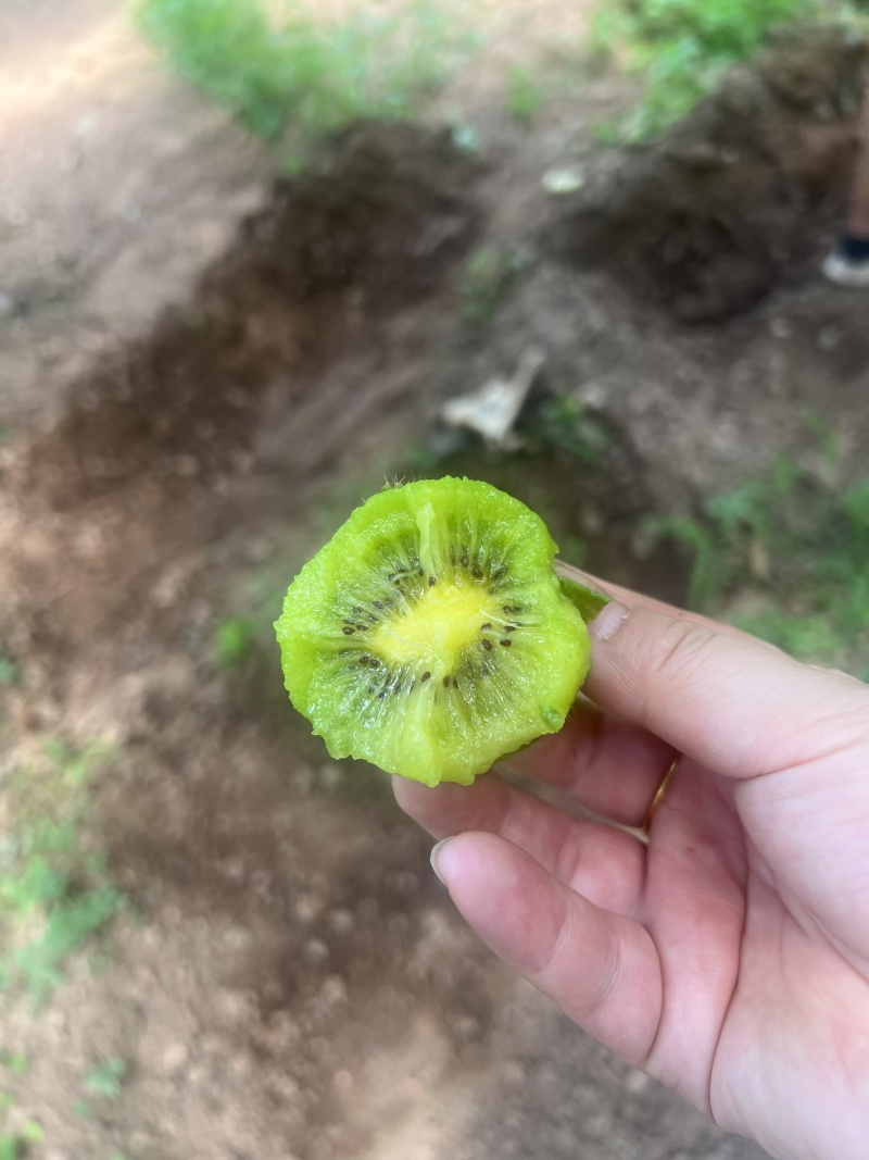 徐香猕猴桃
