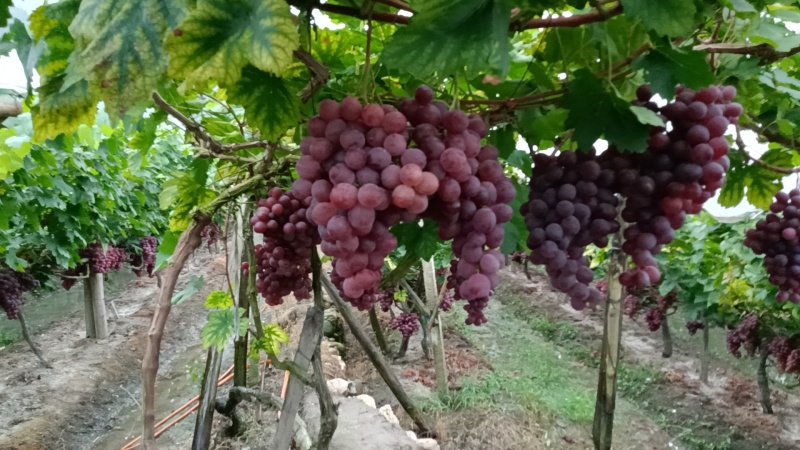 高山红提