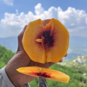 重庆市奉节县高山锦绣黄桃，品质好，颜值高，平均糖度15以上