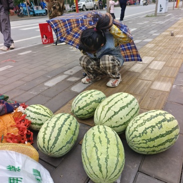 甘肃山丹旱地西瓜