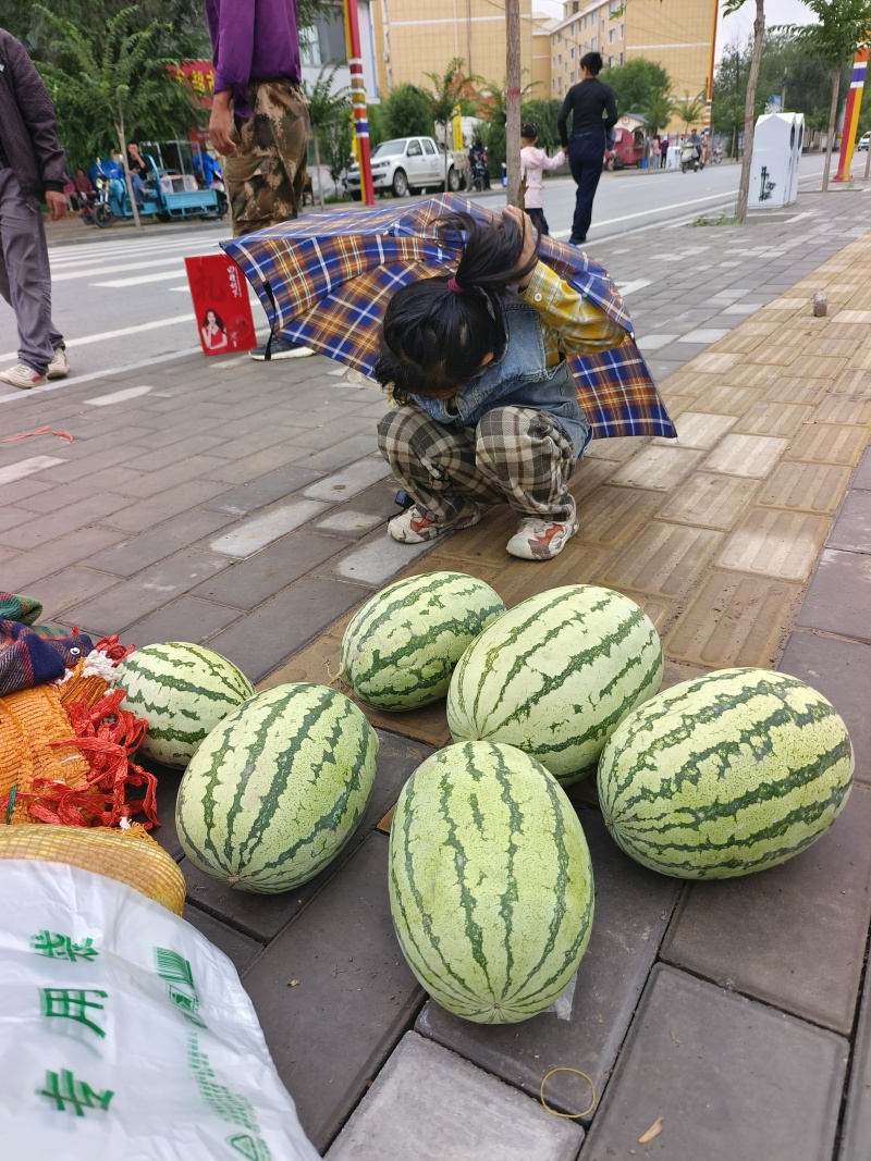 甘肃山丹旱地西瓜