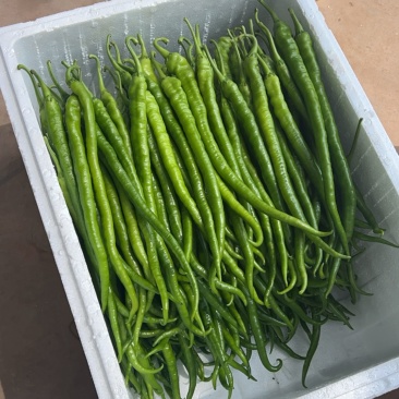 云南二荆条大量出货