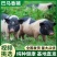 香猪仔货源稳定诚信合作量大从优欢迎来电