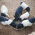 香猪仔货源稳定诚信合作量大从优欢迎来电