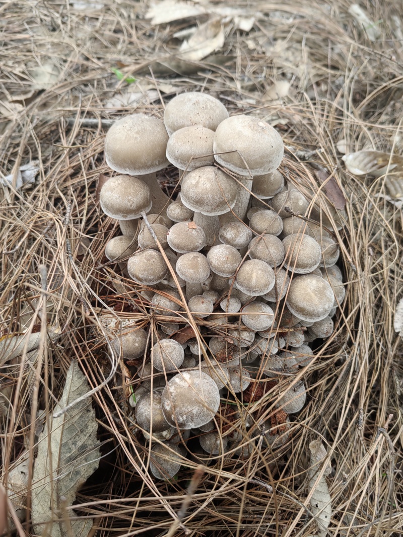 云南仿野生种植，现摘现发产地直供全国发货品质保证欢迎订购