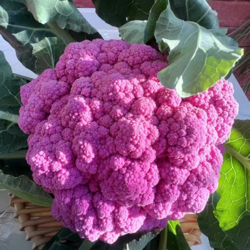 紫花菜，可以定植，有1000亩地