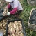 精品红芽小姜大量上市山东基地直供质量保证对接商超市场