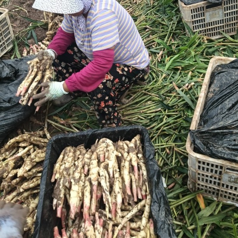 精品红芽小姜大量上市山东基地直供质量保证对接商超市场