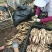 精品红芽小姜大量上市山东基地直供质量保证对接商超市场