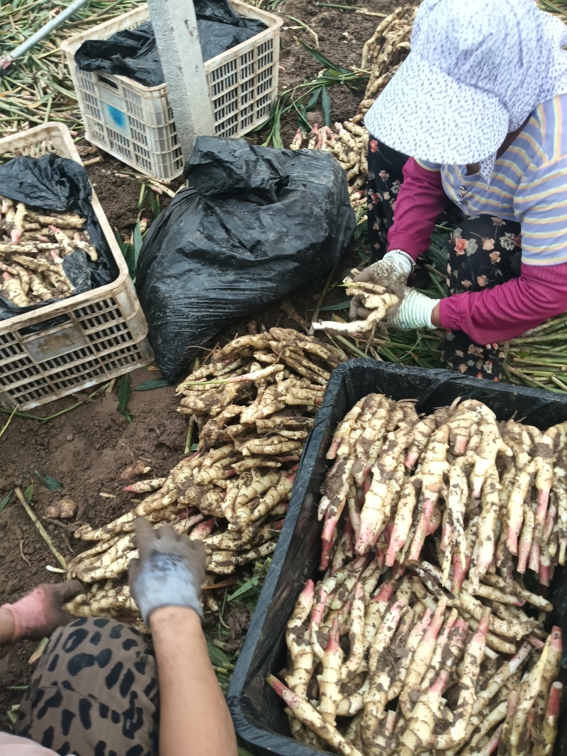 精品红芽小姜大量上市山东基地直供质量保证对接商超市场