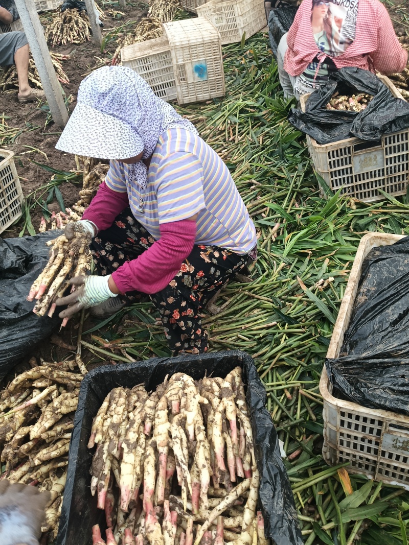精品红芽小姜大量上市山东基地直供质量保证对接商超市场