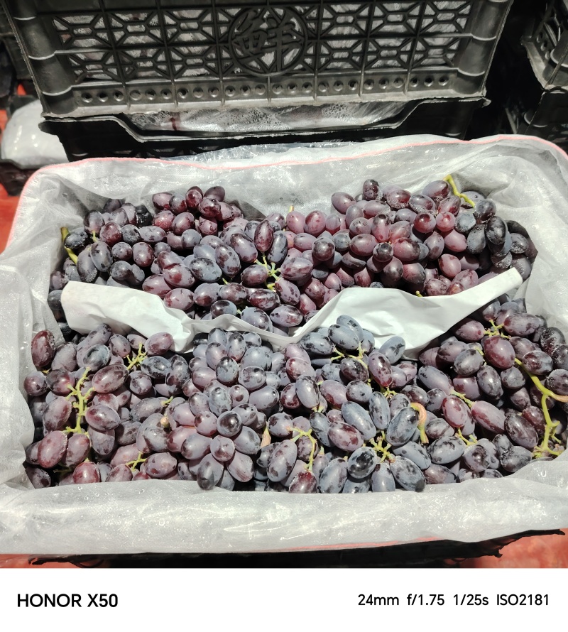 河北现摘现发A17紫乳无核葡萄
