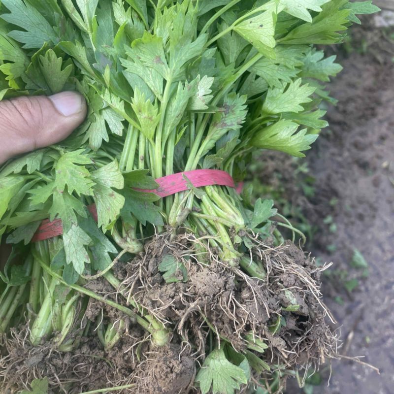 芹菜苗法国皇后西芹苗根白叶净带土发货技术指导售后无忧