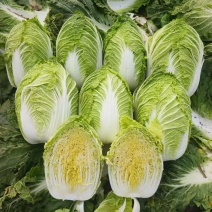 吉林四平怀德镇杠菜黄心白菜大量上市4~6斤净菜