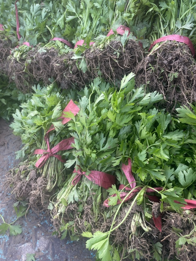 芹菜苗法国皇后西芹苗根白叶净带土发货技术指导售后无忧