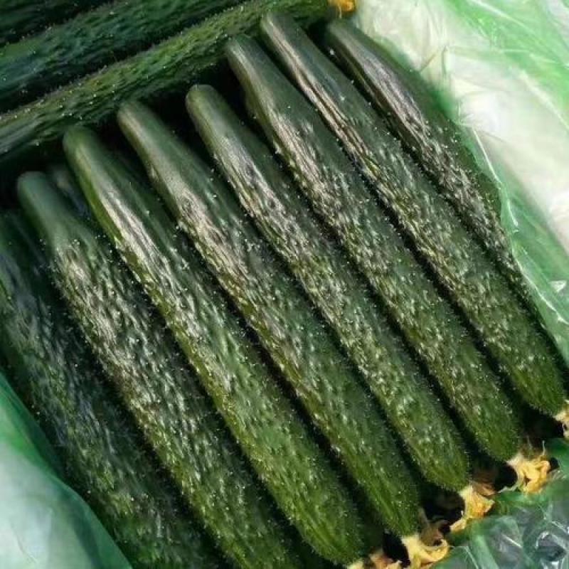 精品黄瓜好二级各种质量大量有货