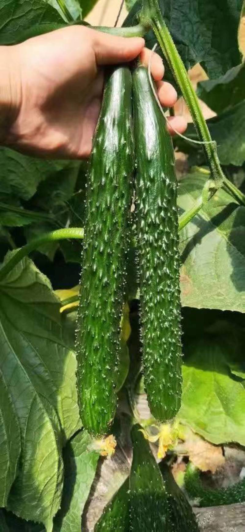 精品黄瓜好二级各种质量大量有货
