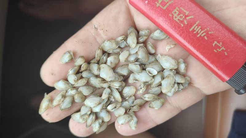 海瓜子，青蟹饵料，梭子蟹饵料，青蟹饲料，车虾饵料